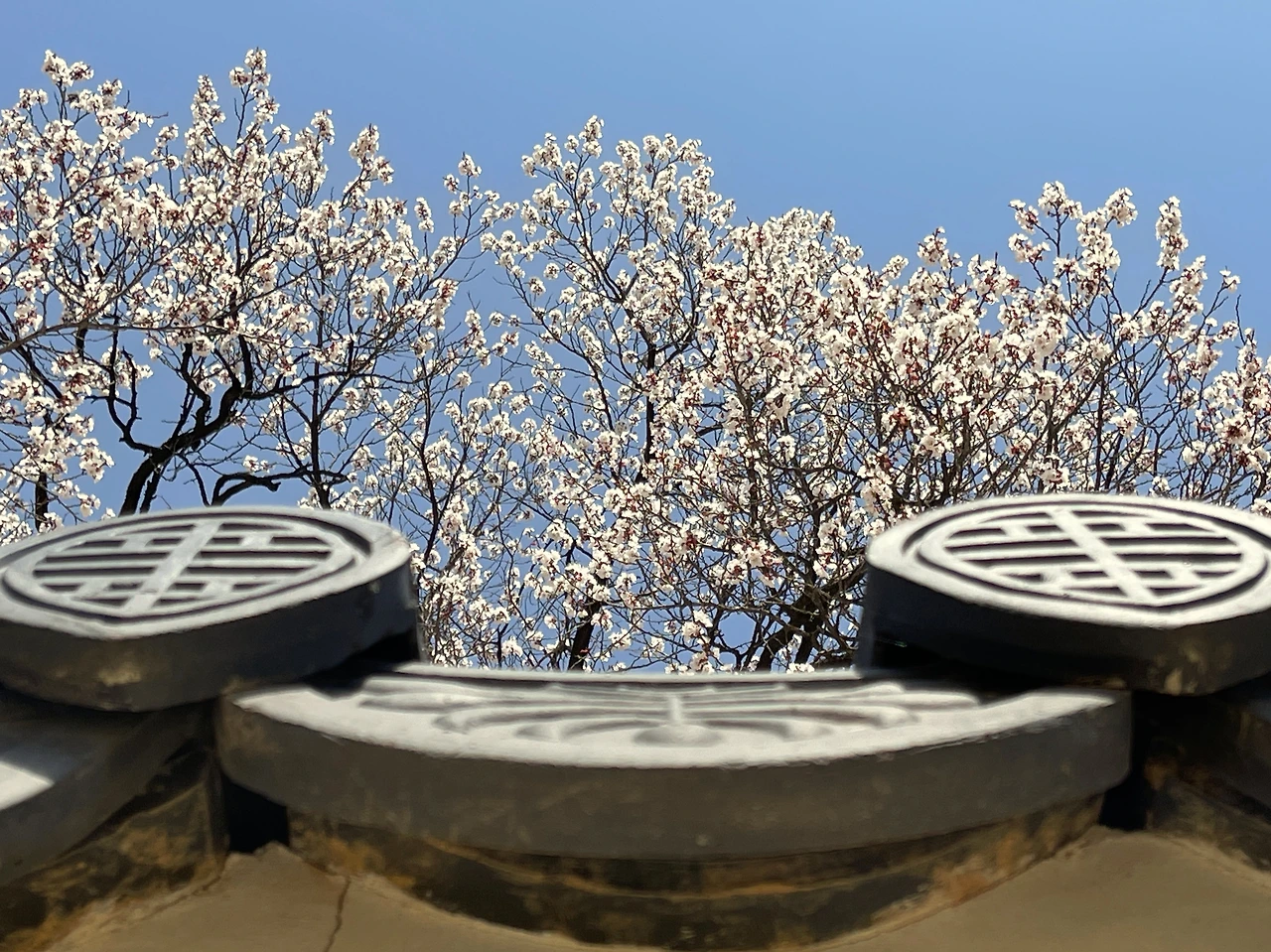 2022년 덕수궁 살구나무03.jpeg