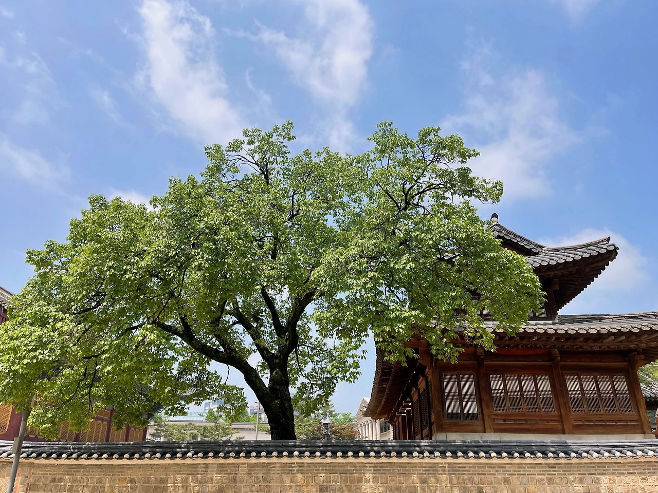 2022년 덕수궁 살구나무10.jpeg