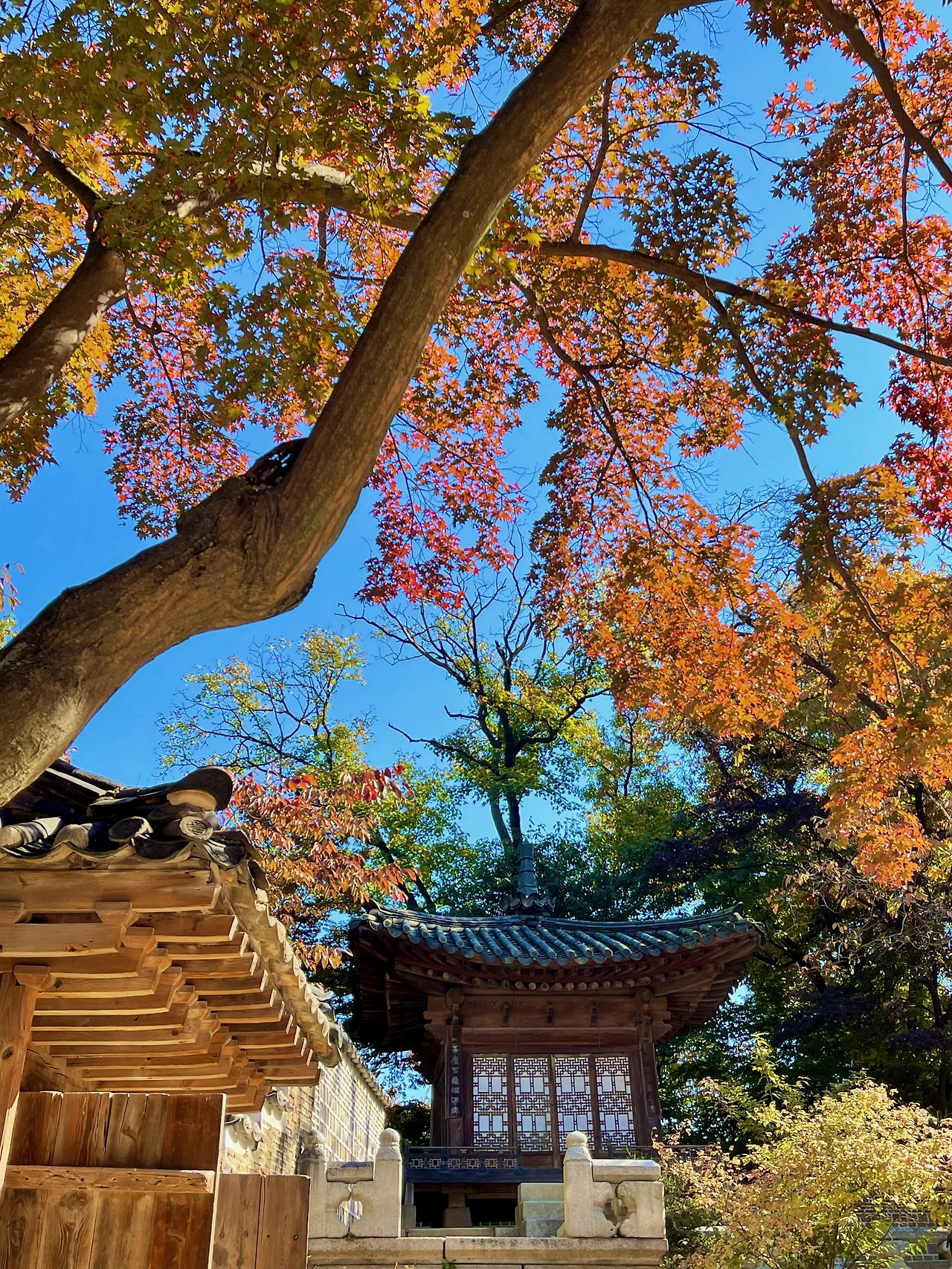 2022년 가을 창덕궁 후원 풍경(대표 사진) - 2.jpeg