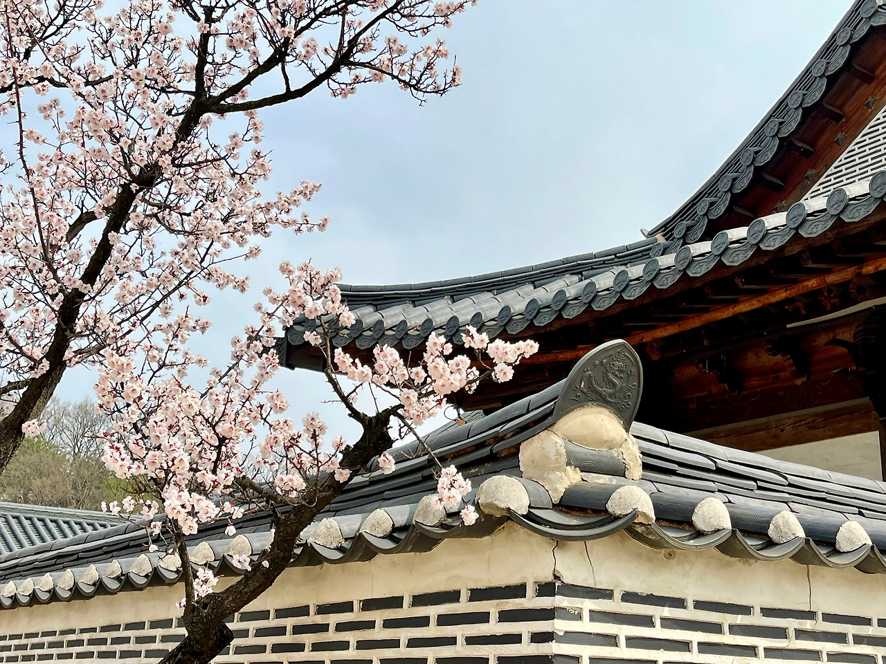 210326 경복궁 자경전의 꽃 - 4.jpeg