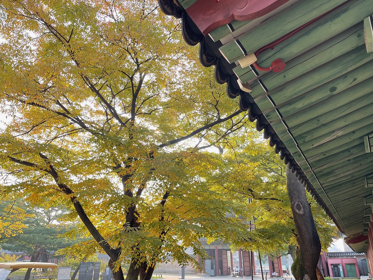 돈화문 회화나무 - 6.jpeg