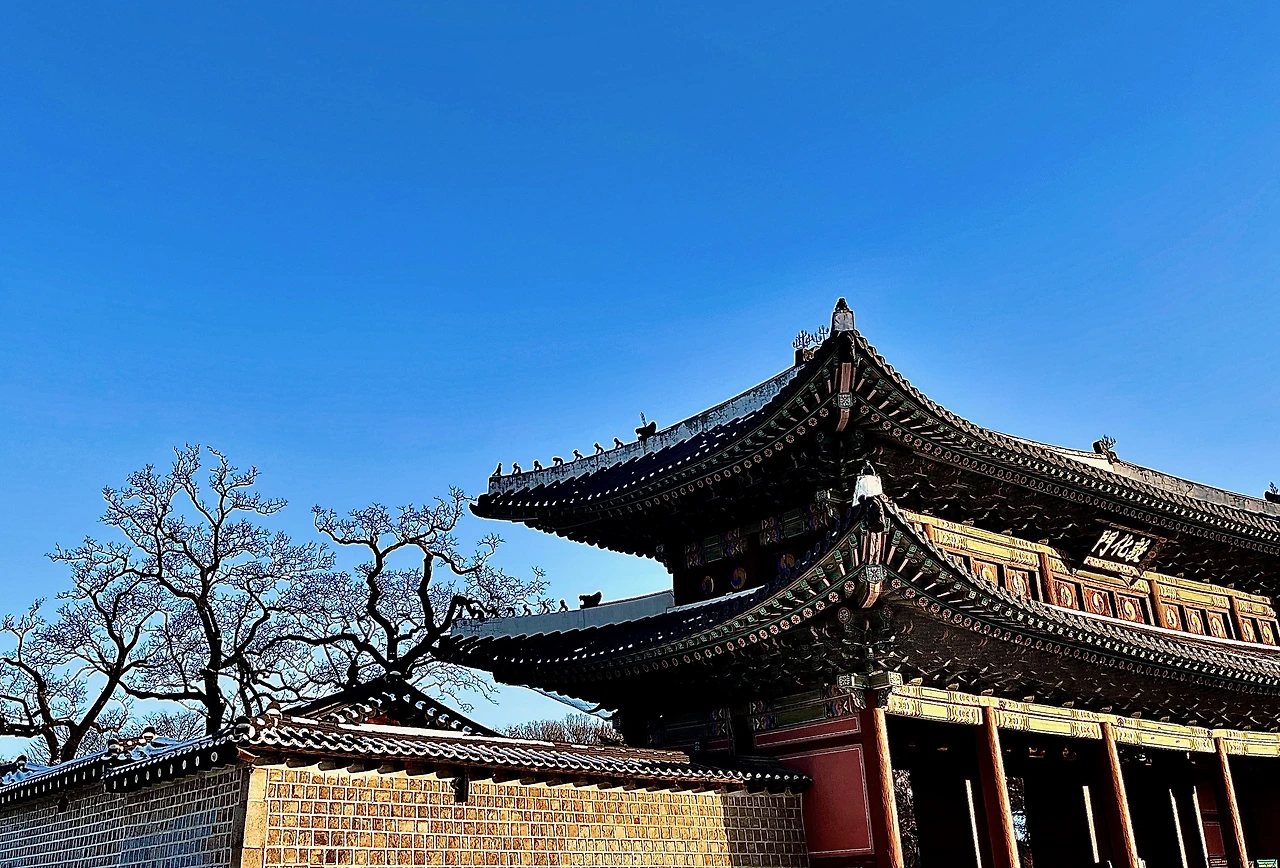 돈화문 회화나무 - 2.jpeg