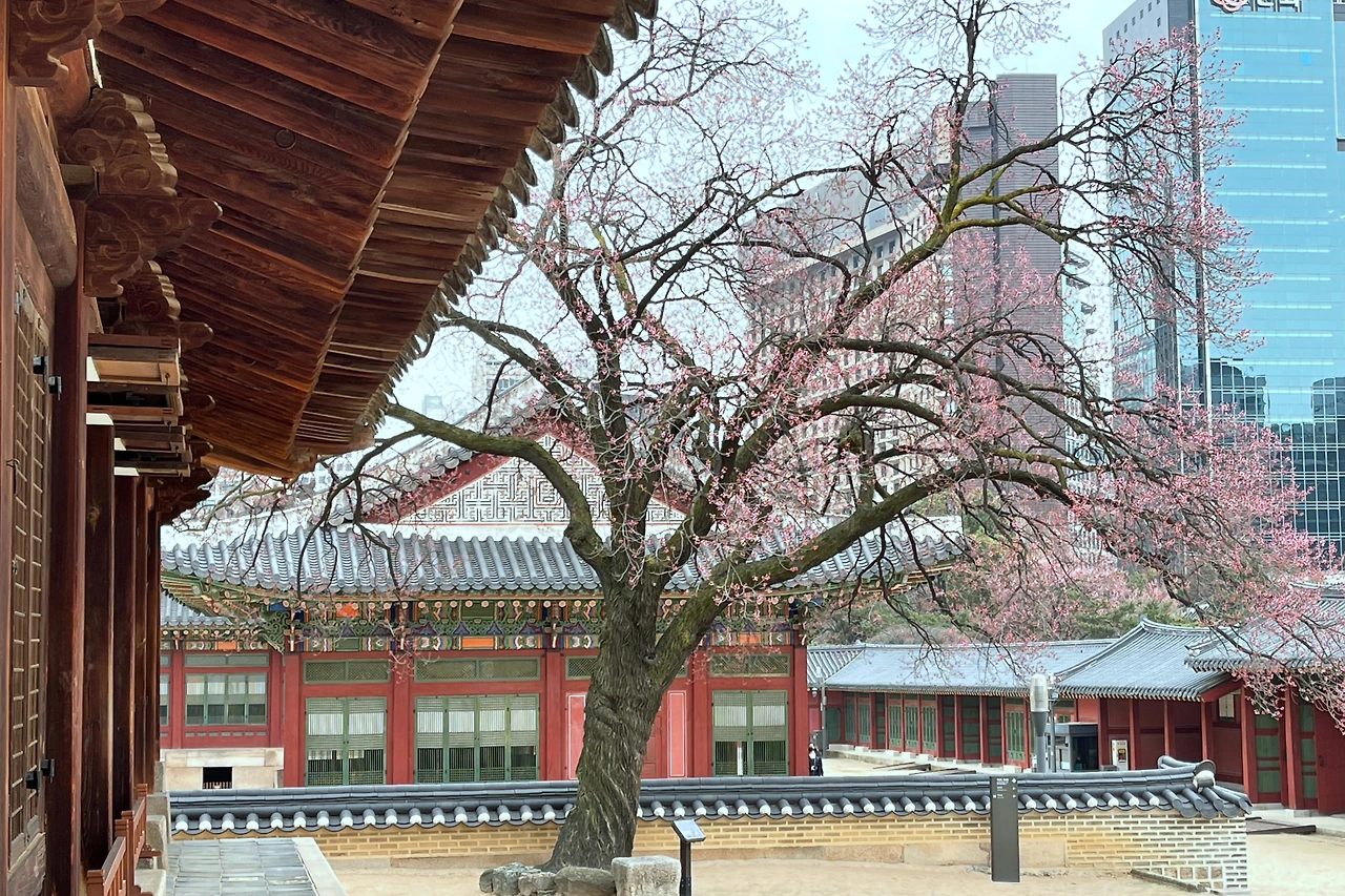 2022년 덕수궁 살구나무05.jpeg