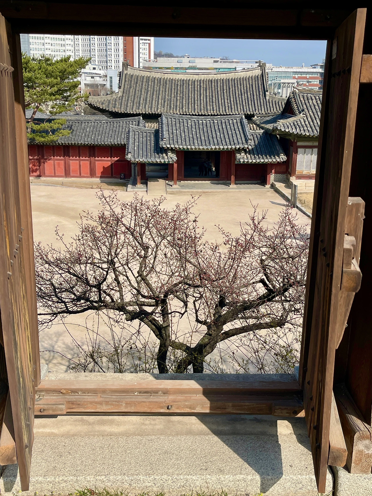 창덕궁 취운정에서 본 창경궁 풍경 - 9.jpeg