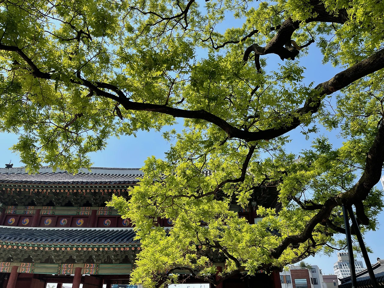 돈화문 회화나무 - 9.jpeg