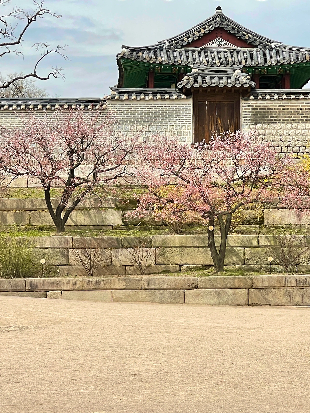 창덕궁 취운정에서 본 창경궁 풍경 - 3.jpeg