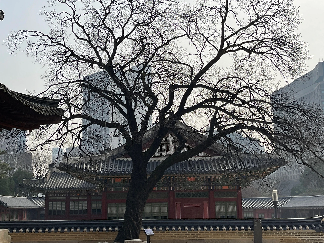 2022년 덕수궁 살구나무09.jpeg