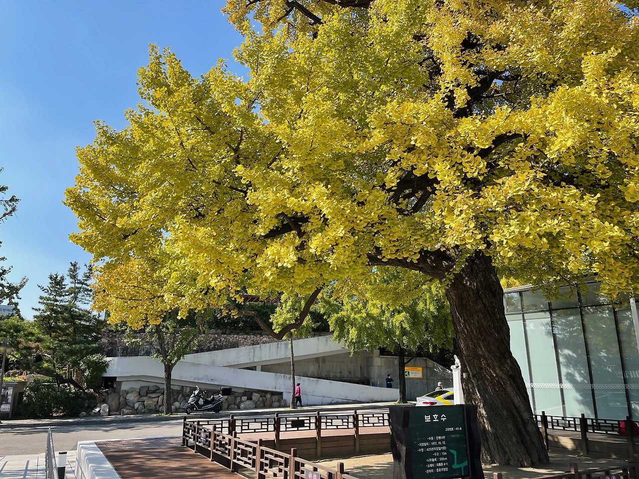 돈화문 옆 은행나무 - 7.jpeg