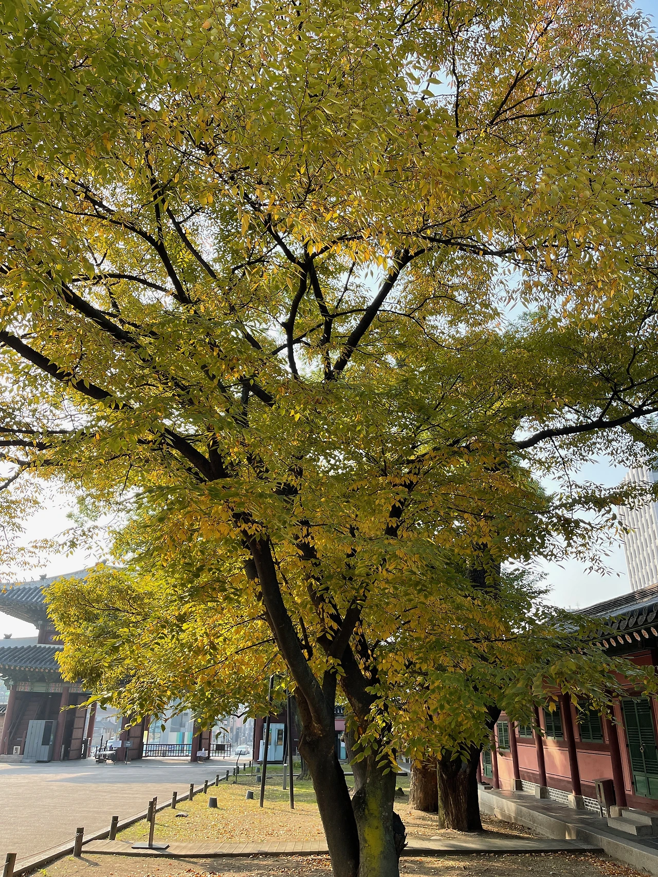 돈화문 회화나무 - 5.jpeg