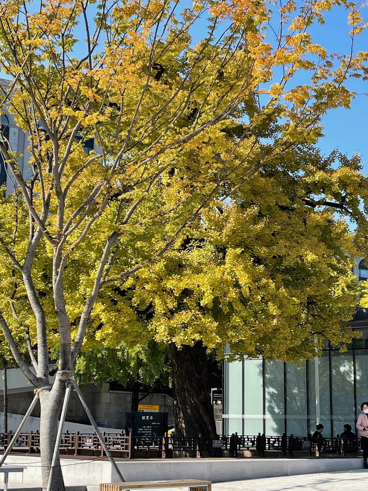 돈화문 옆 은행나무 - 4.jpeg