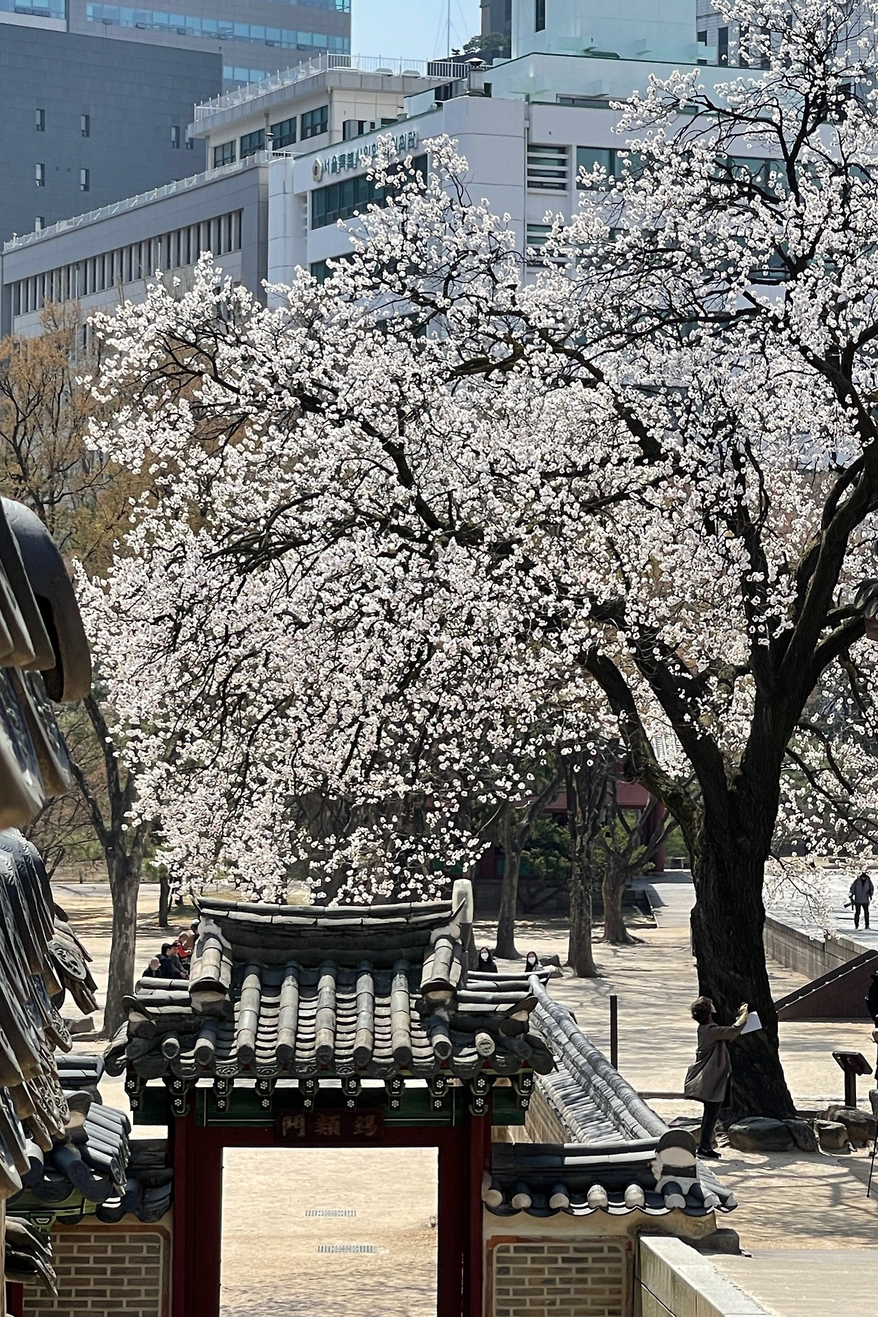 2022년 덕수궁 살구나무11.jpeg