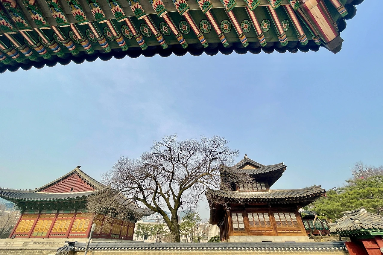 2022년 덕수궁 살구나무08.jpeg