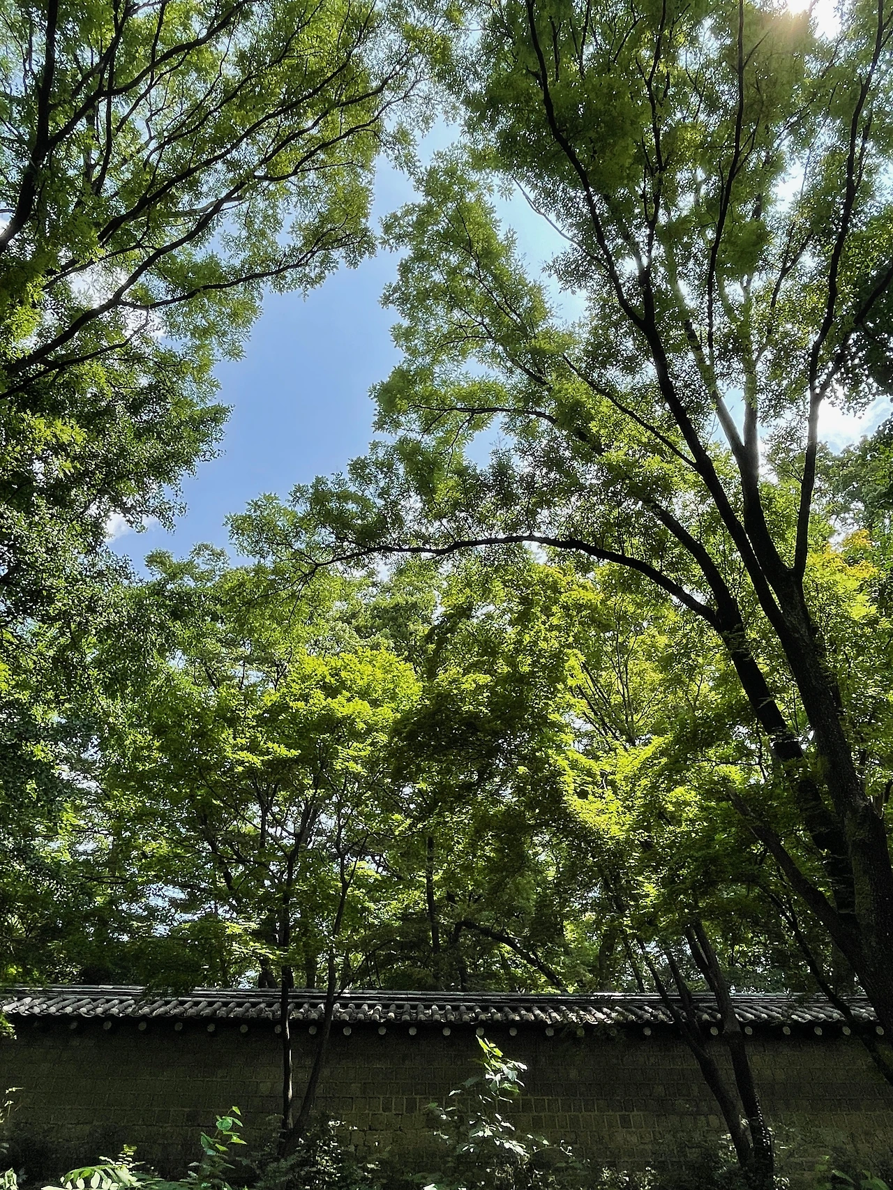 02궁궐담장길 - 17.jpeg