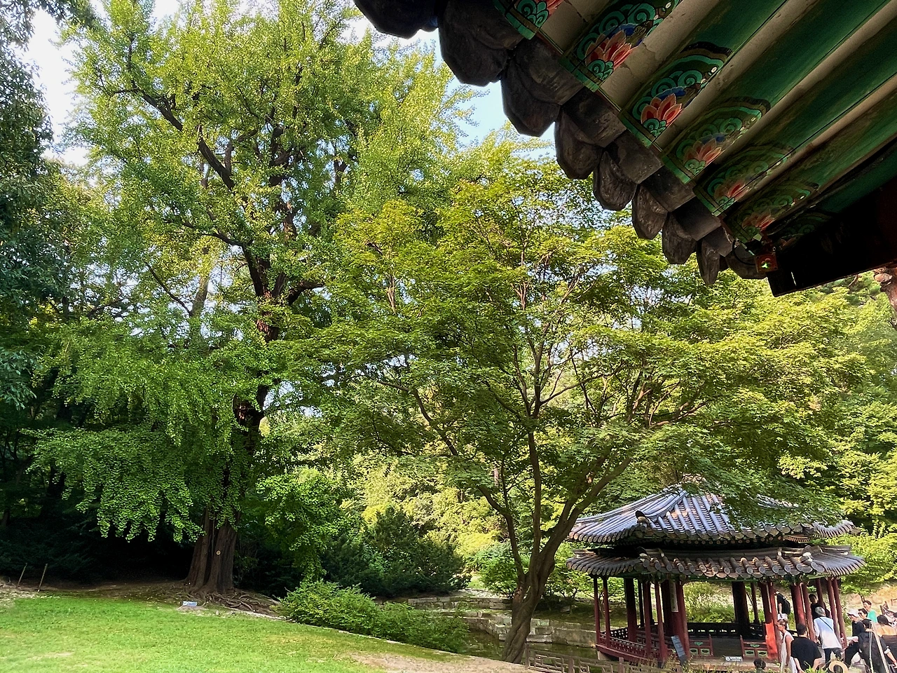 창덕궁 존덕정&은행나무 - 1.jpeg