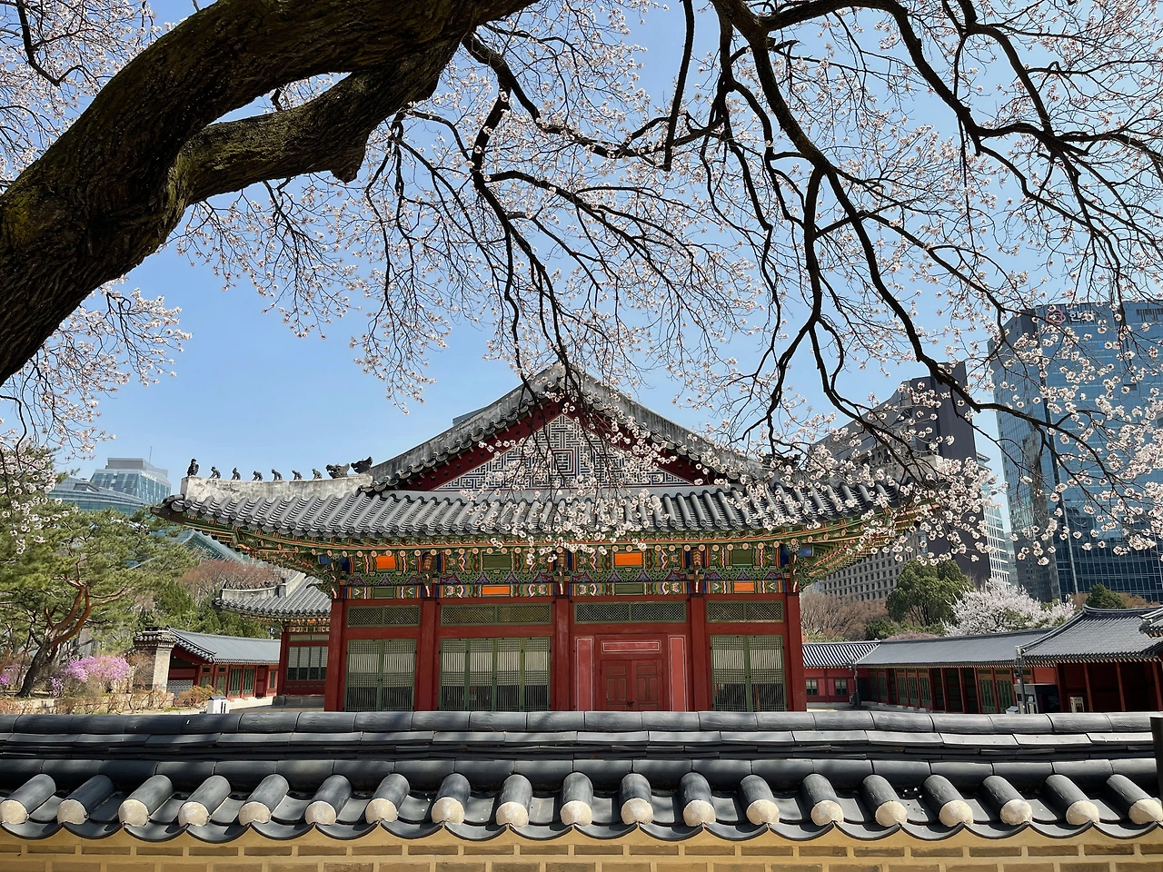 2022년 덕수궁 살구나무01.jpeg