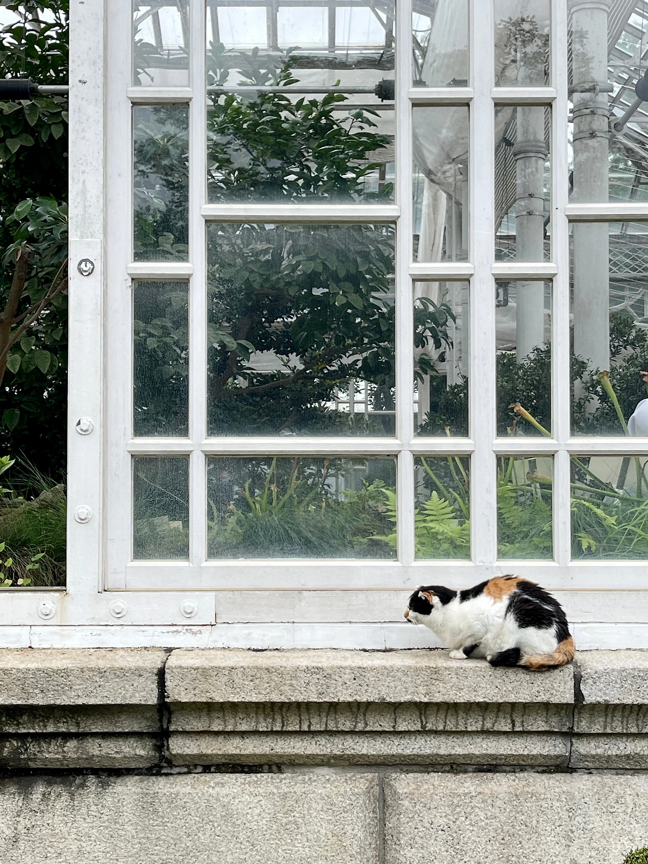 궁궐의 고양이09.JPG