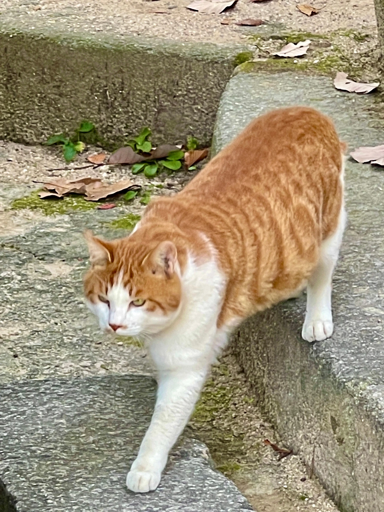 궁궐의 고양이04.JPG