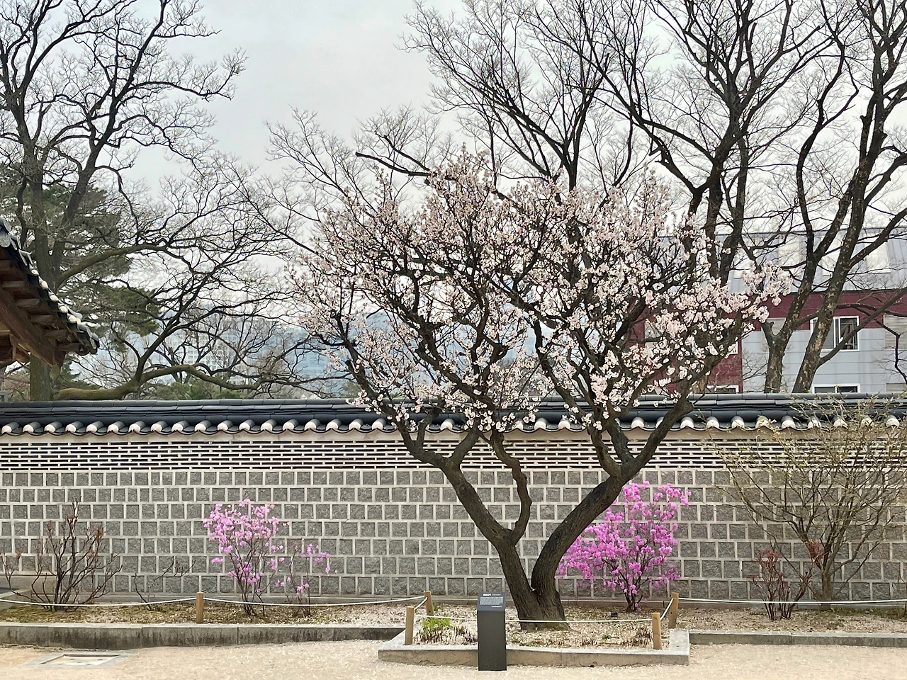 210326 경복궁 자경전의 꽃 - 1.jpeg