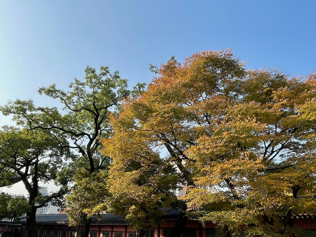 돈화문 회화나무 - 4.jpeg