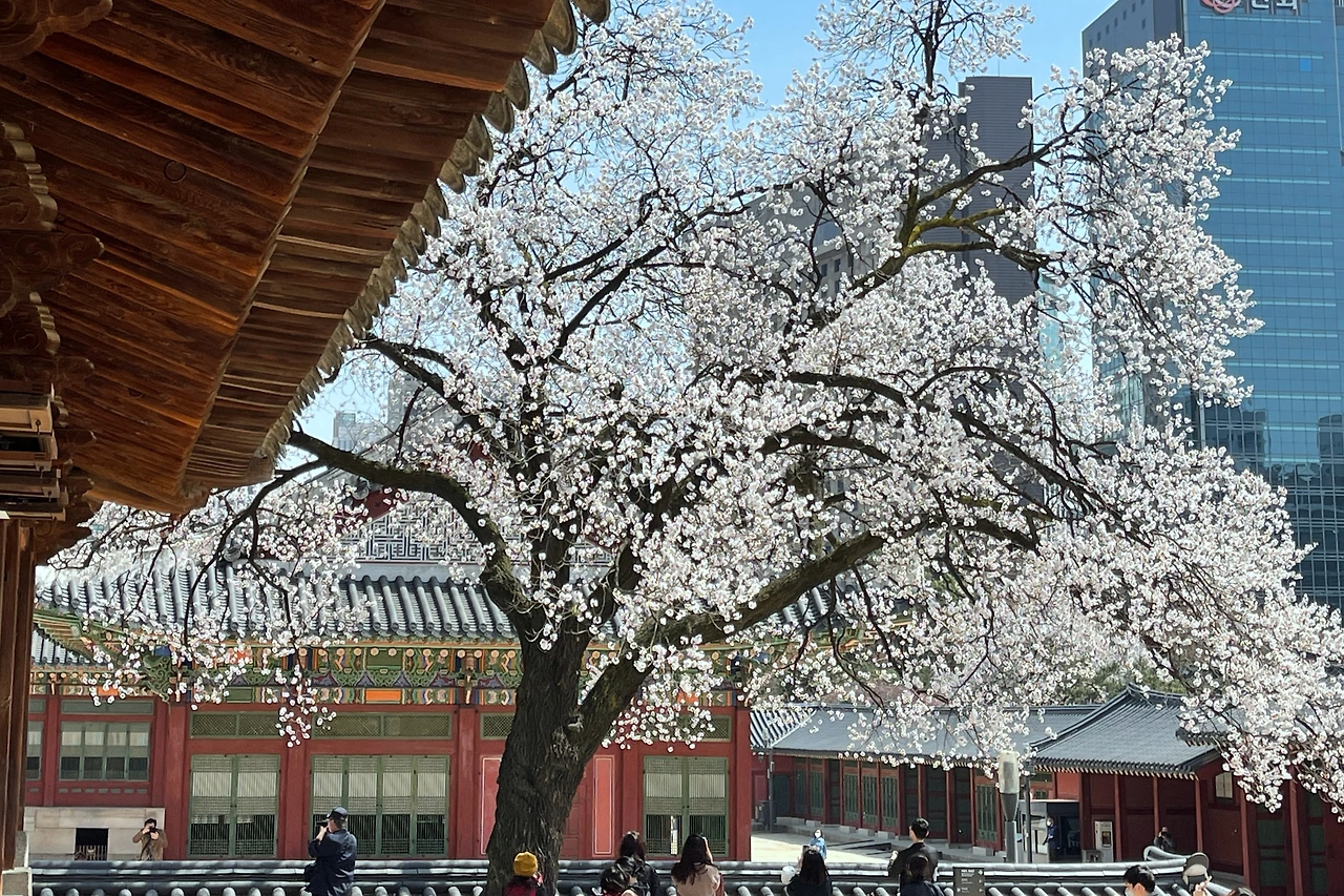 2022년 덕수궁 살구나무02.jpeg