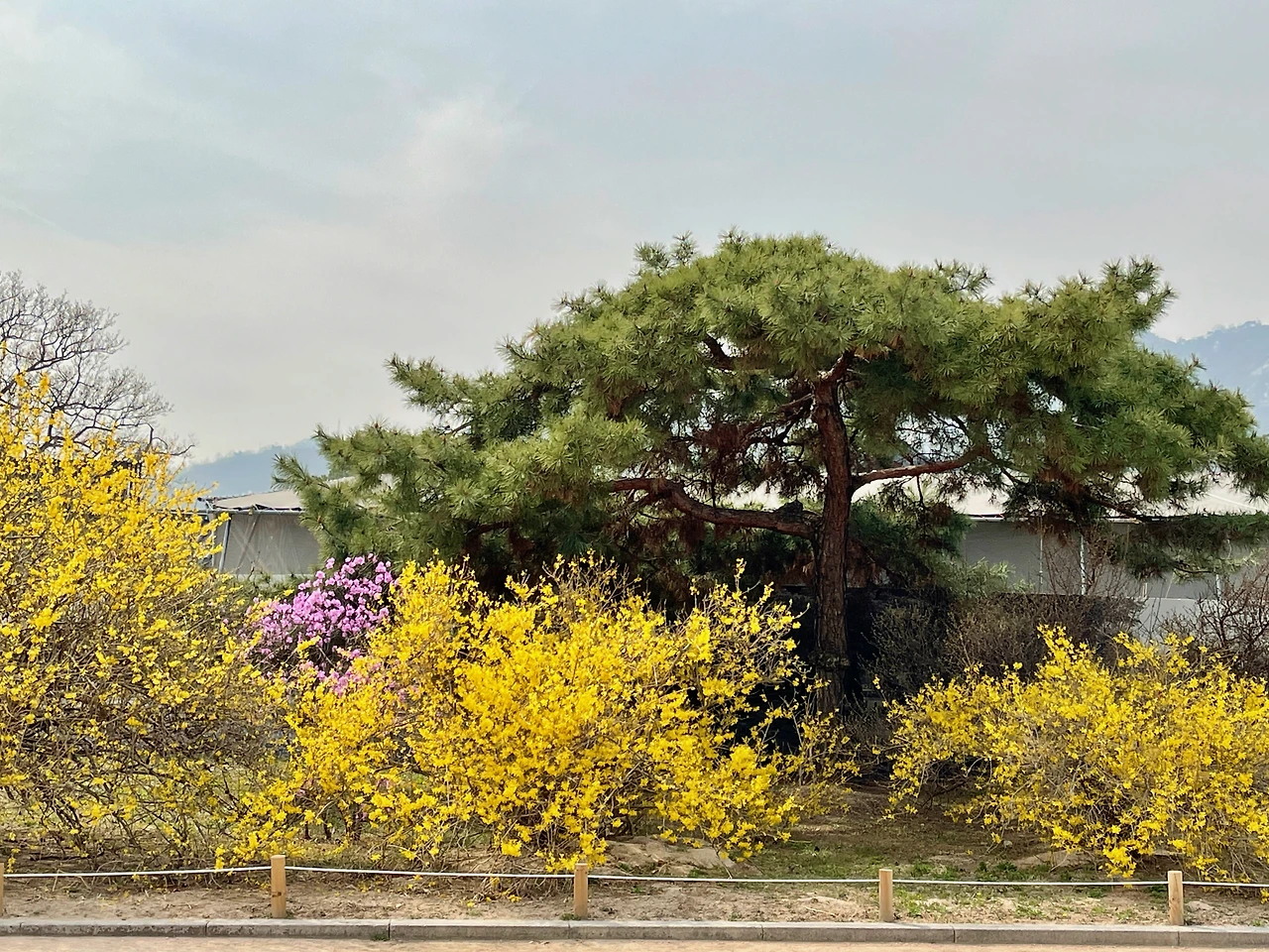 210326 경복궁 자경전의 꽃 - 6.jpeg