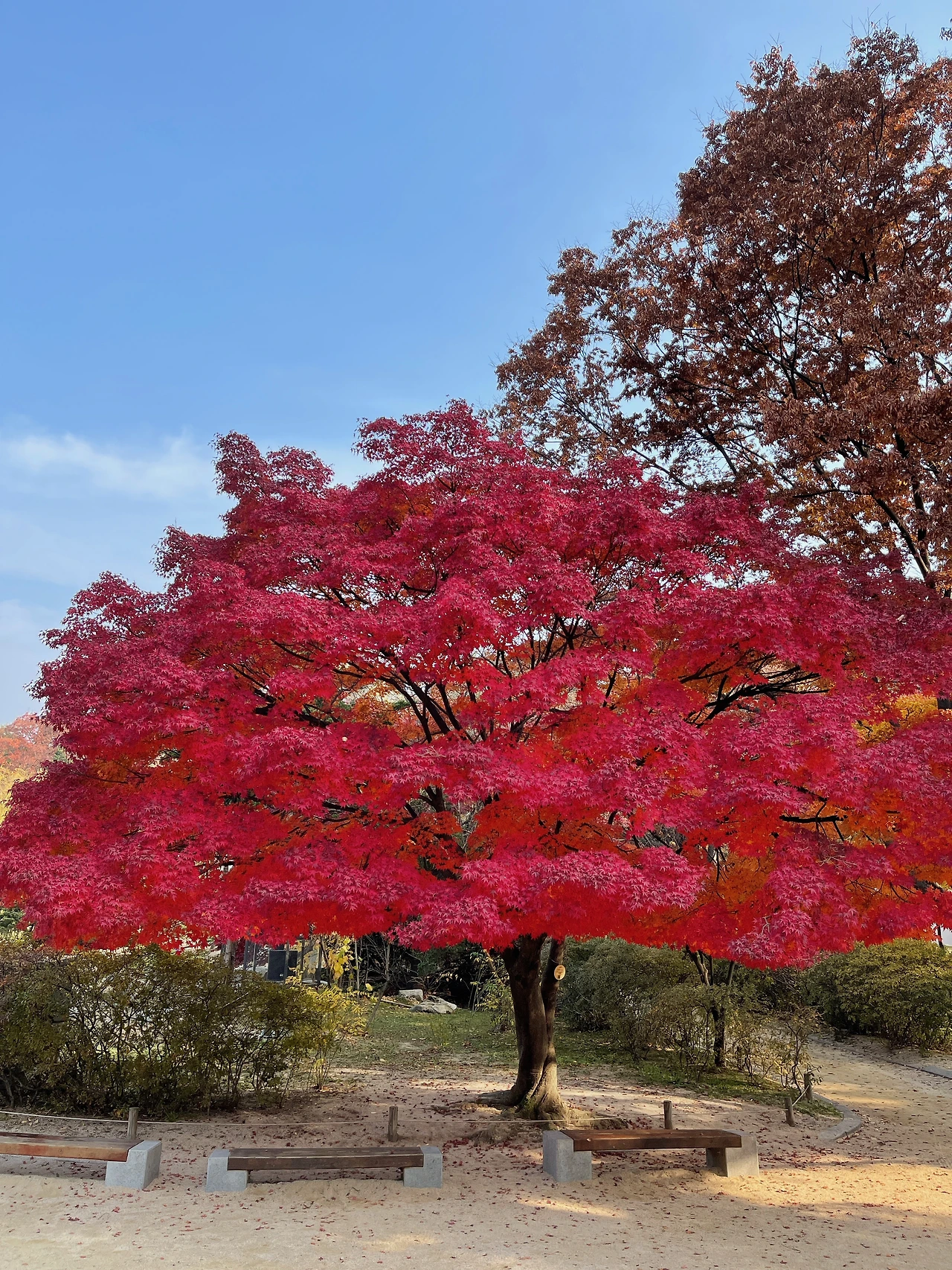 창경궁 춘당지02_가을.jpeg