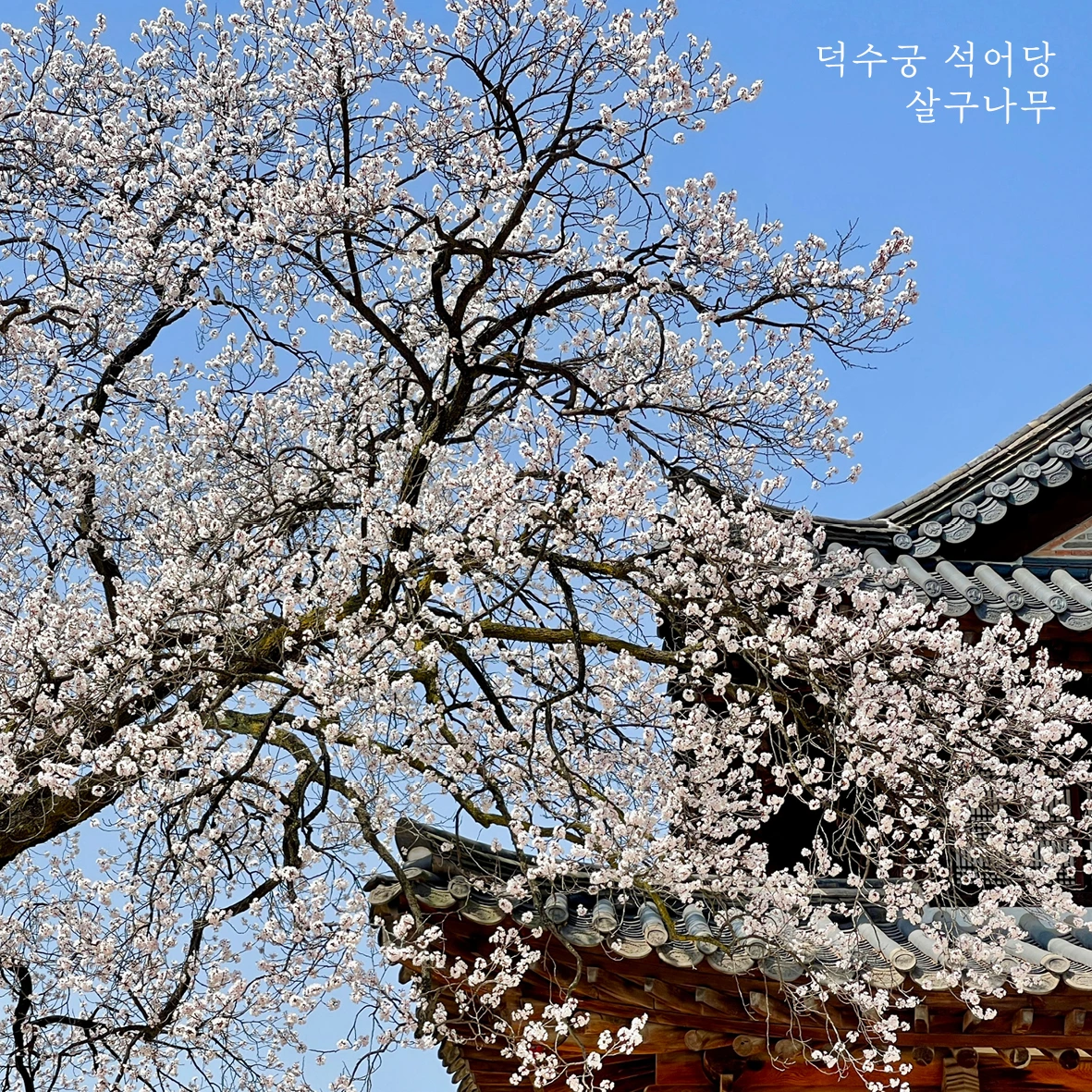 01참가 모집 포스터(51~54차 다섯 궁궐)06.jpeg