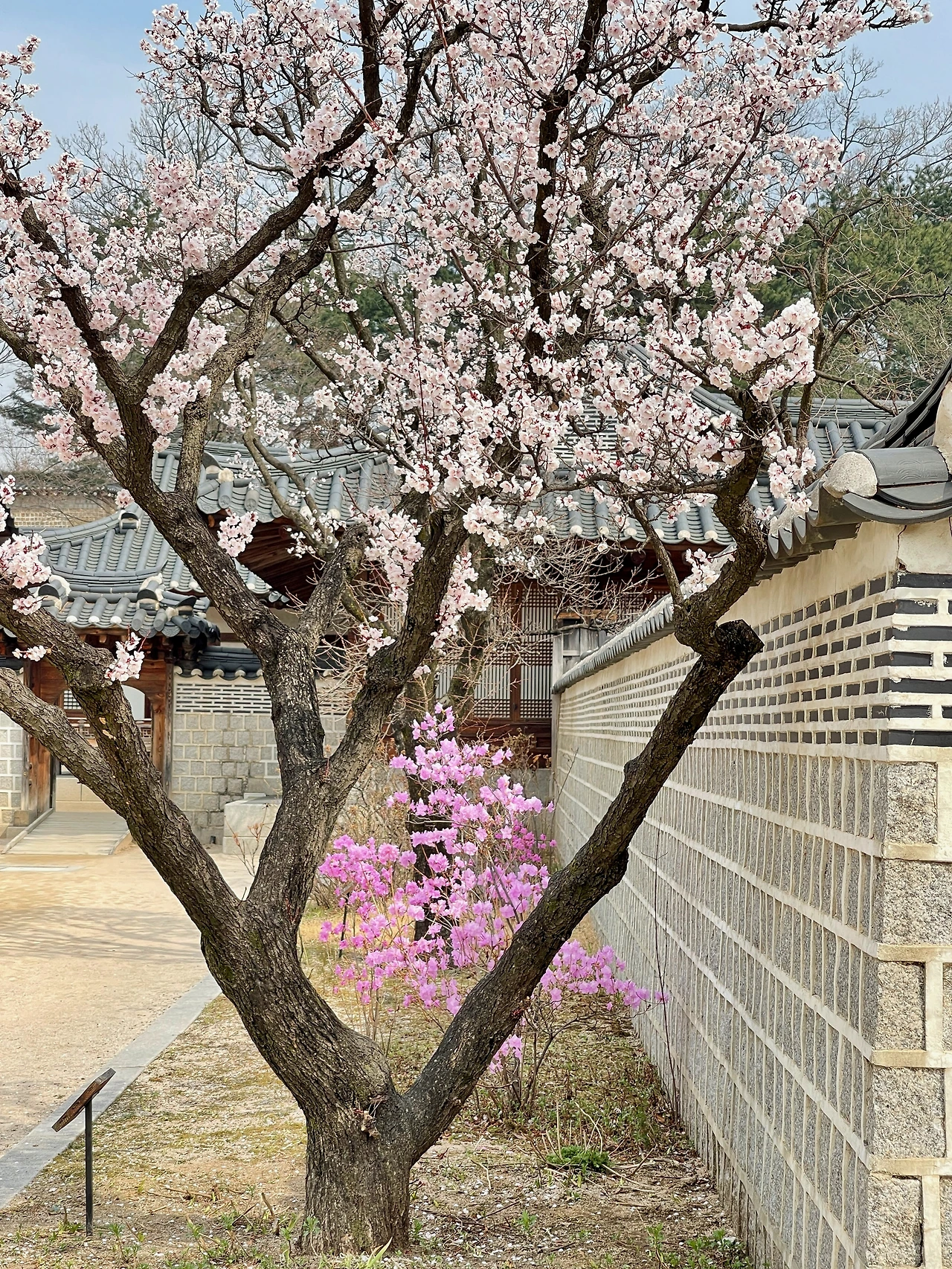210326 경복궁 자경전의 꽃 - 3.jpeg