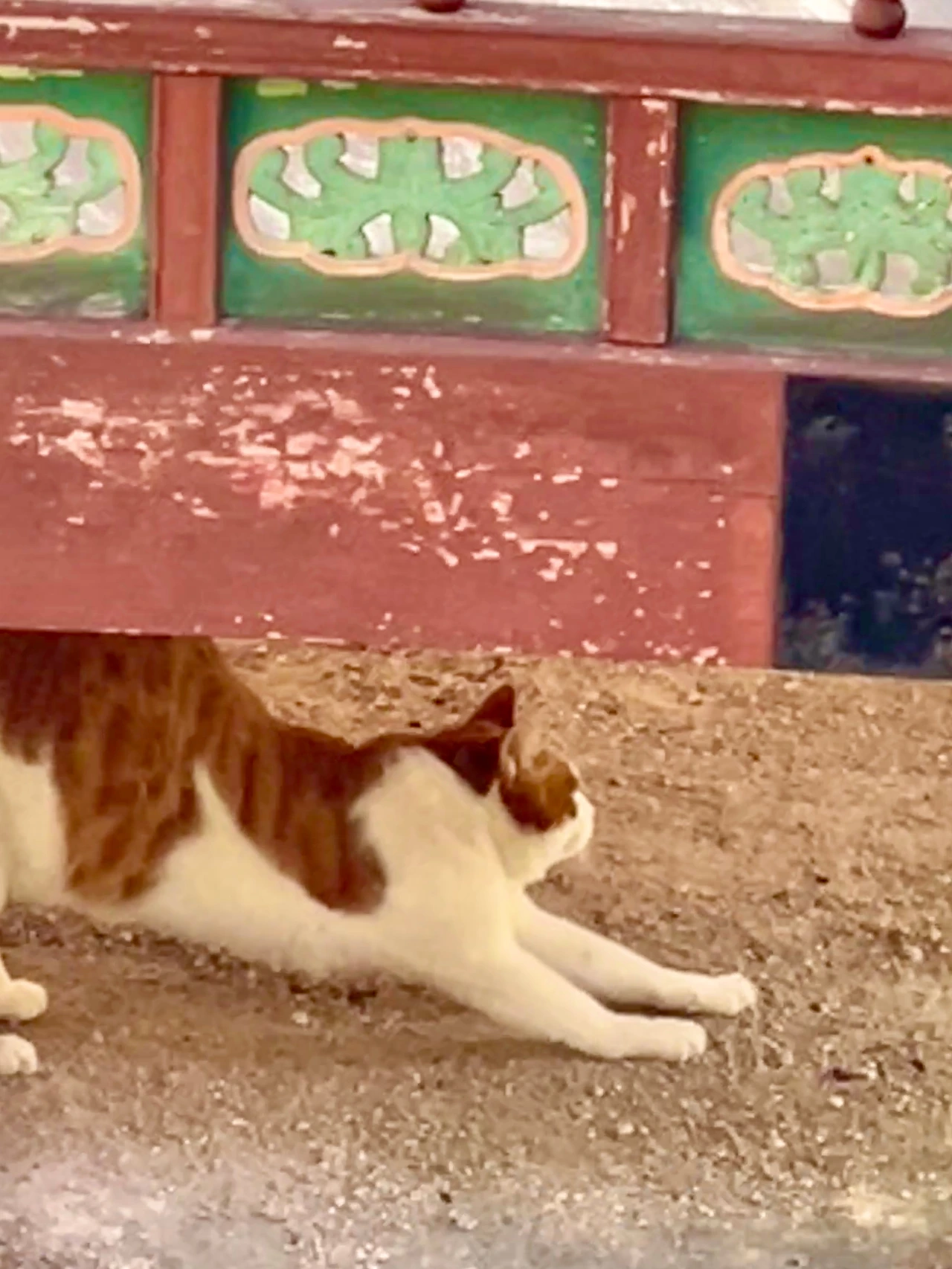 궁궐의 고양이03.JPG