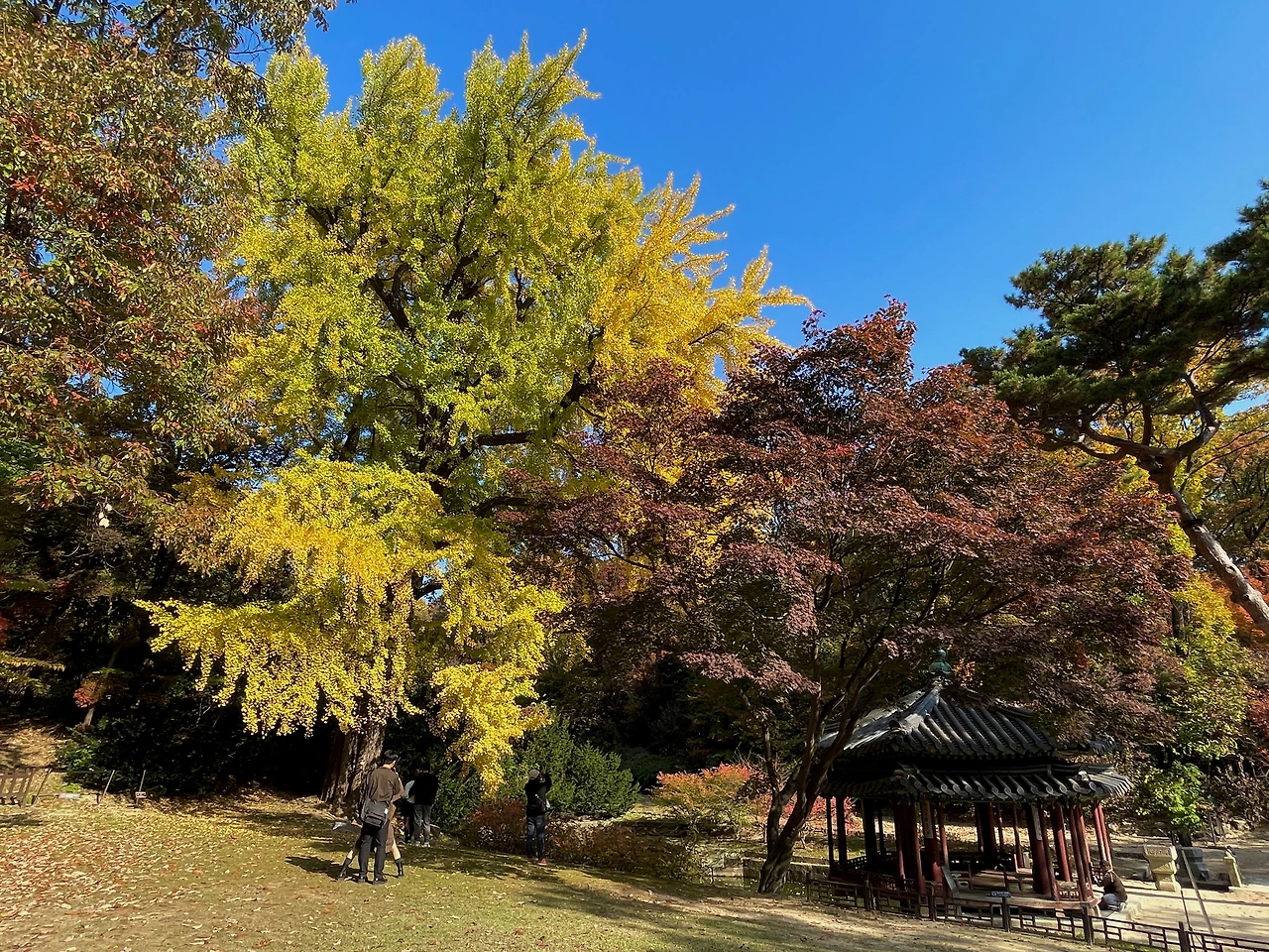 창덕궁 존덕정&은행나무 - 3.jpeg