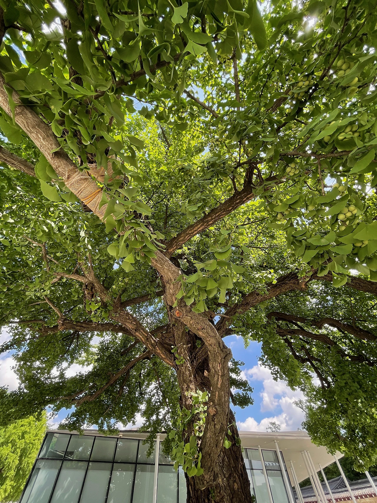 돈화문 옆 은행나무 - 15.jpeg