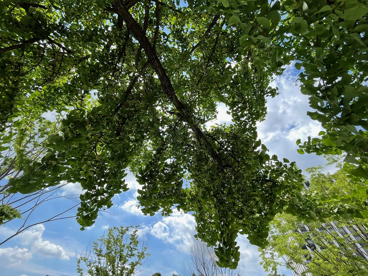 돈화문 옆 은행나무 - 19.jpeg