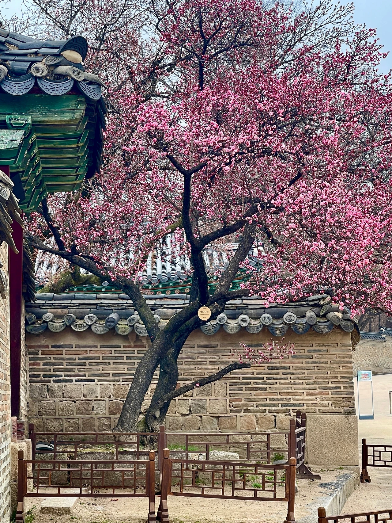 창덕궁 성정각 자시문 앞 매화나무02.JPG