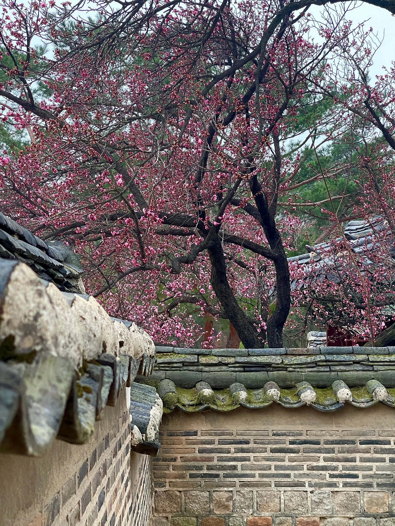 창덕궁 성정각 자시문 앞 매화나무03.JPG