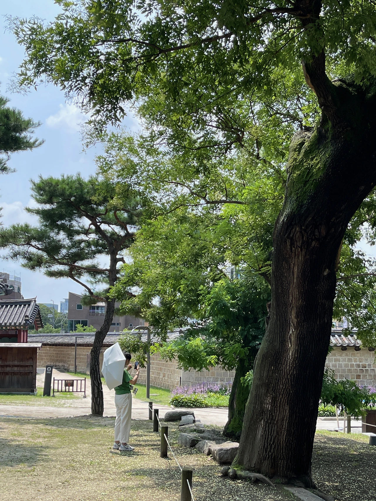 돈화문 회화나무 - 11.jpeg