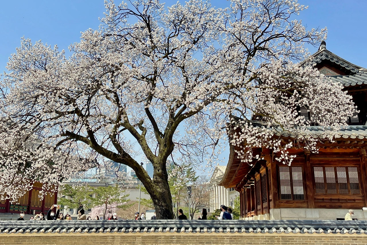 2022년 덕수궁 살구나무04.jpeg