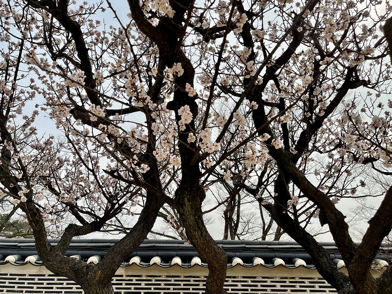 210326 경복궁 자경전의 꽃 - 2.jpeg