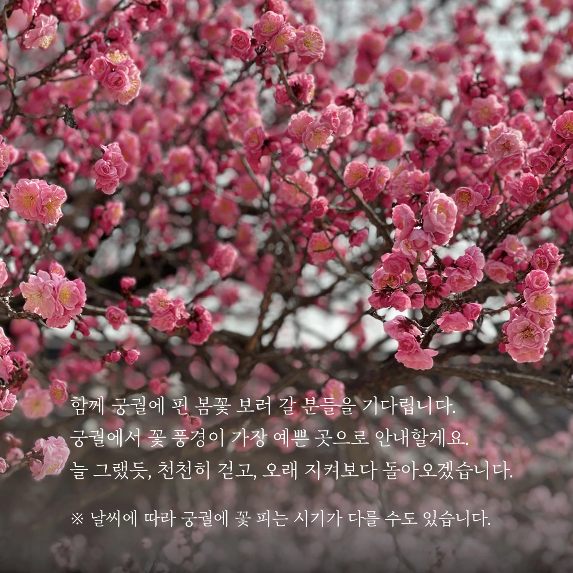 01참가 모집 포스터(51~54차 다섯 궁궐)03.jpeg