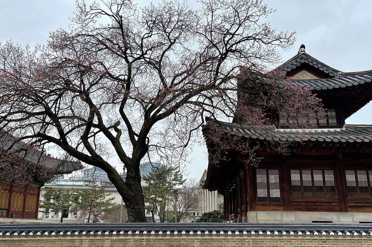2022년 덕수궁 살구나무06.jpeg