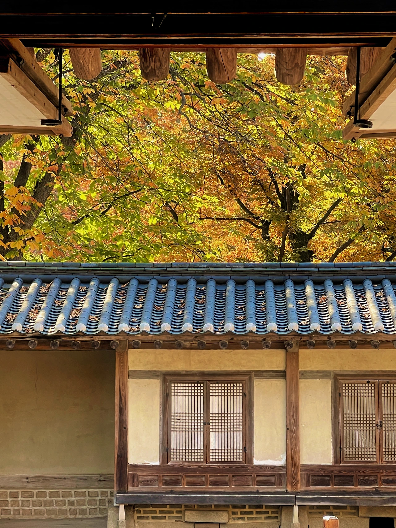 2022년 가을 창덕궁 후원 풍경(대표 사진) - 3.jpeg