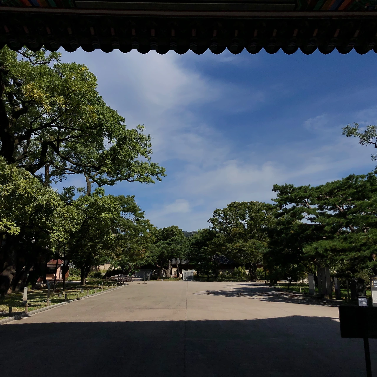 돈화문 회화나무 - 1.jpeg