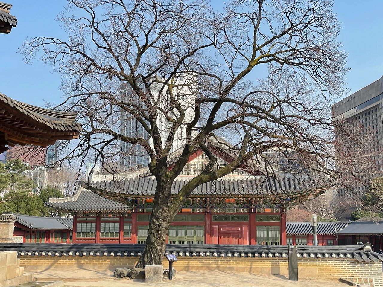 2022년 덕수궁 살구나무07.jpeg