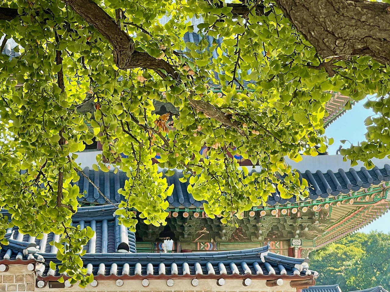 돈화문 옆 은행나무 - 2.jpeg