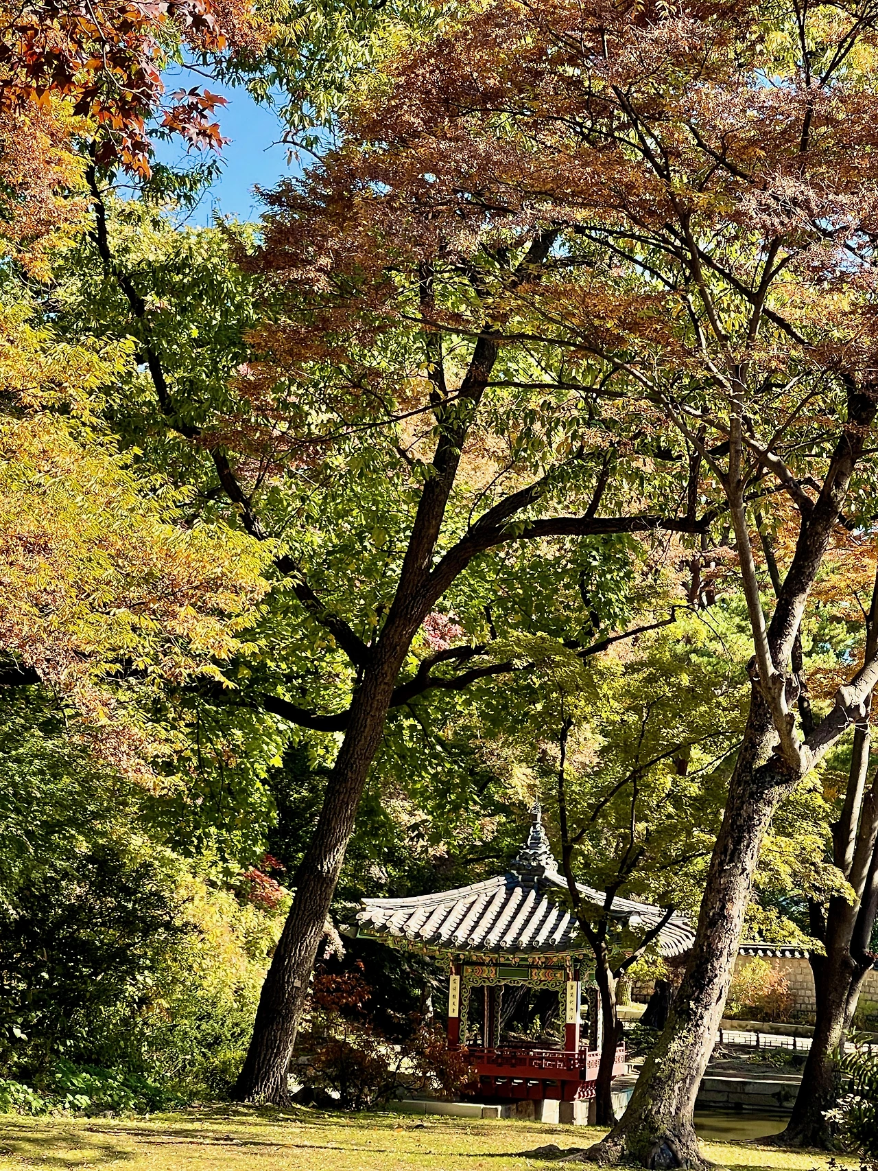 2022년 가을 창덕궁 후원 풍경(대표 사진) - 1.jpeg