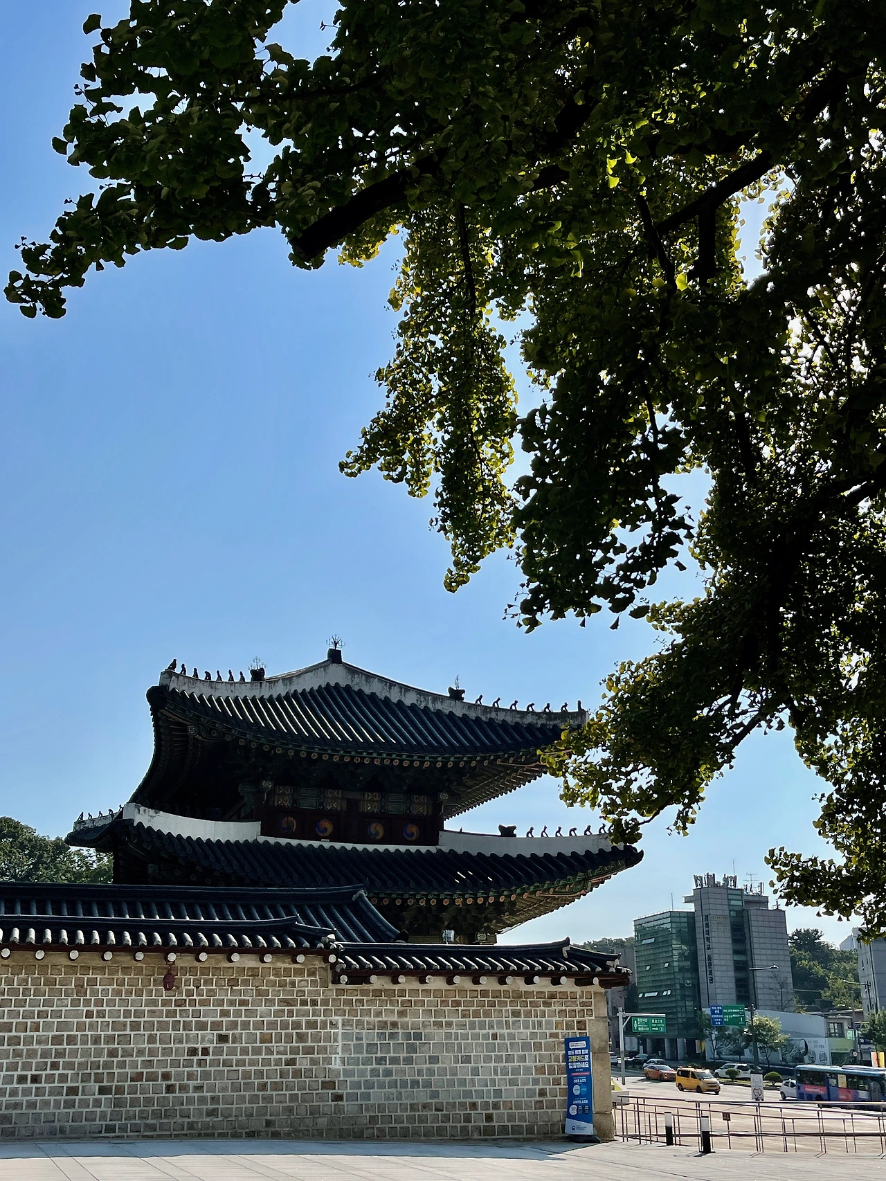 돈화문 옆 은행나무 - 1.jpeg