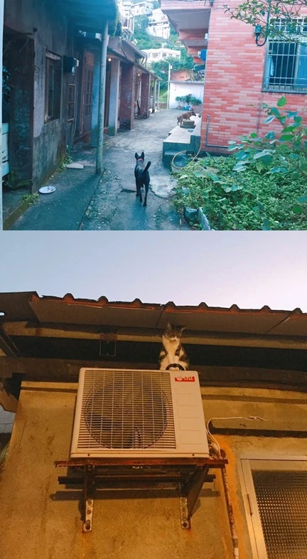 %EA%B3%A0%EC%96%91%EA%B0%95%EC%95%84%EC%A7%803.jpg?type=w773