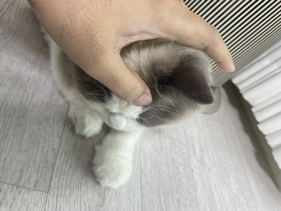 IMG_7049.jpg?type=w966