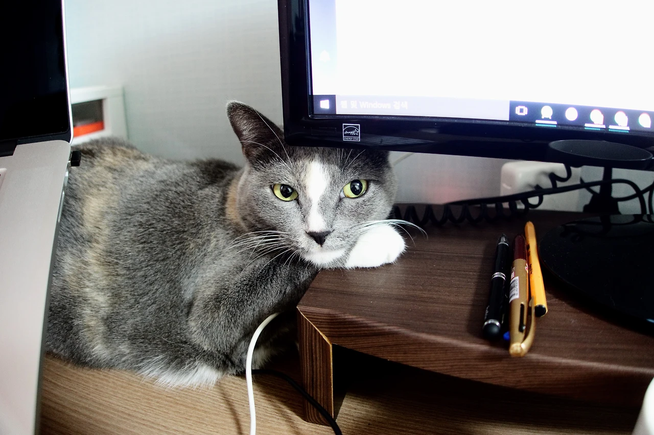 993EDE3E5A88B3110E45F5