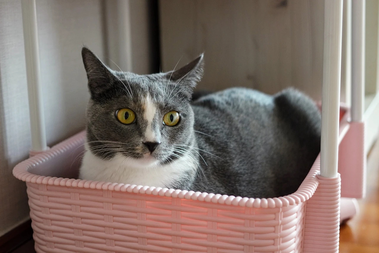 999FE7365A82F0D505909C