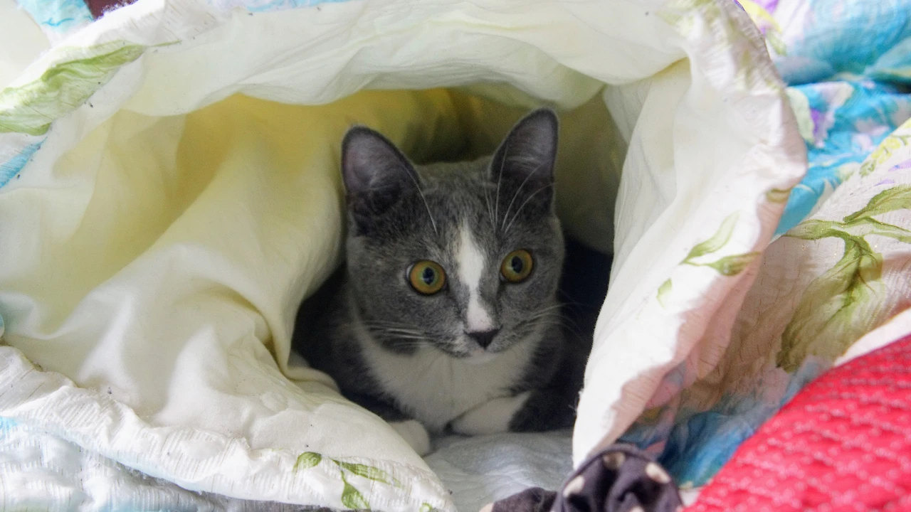 992A093A5A82F0CF051517